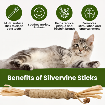 Renvia Natural Silvervine Dental Sticks
