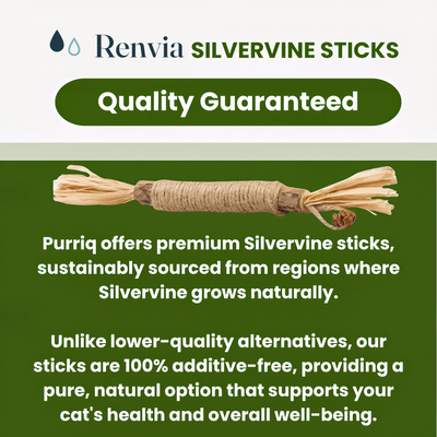 Renvia Natural Silvervine Dental Sticks
