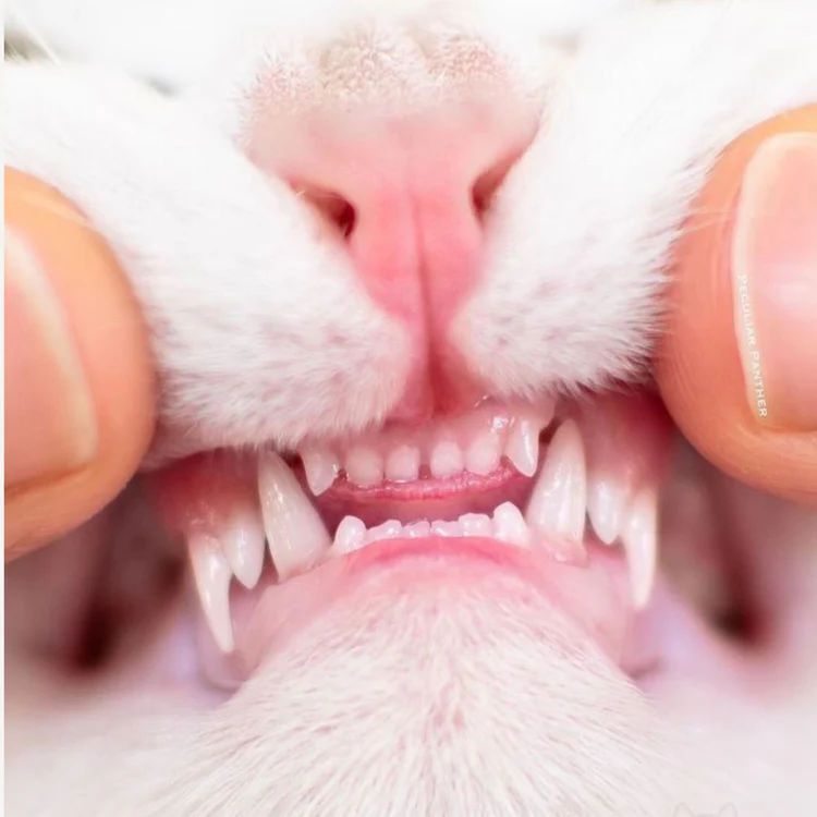 KEEP YOUR CAT'S